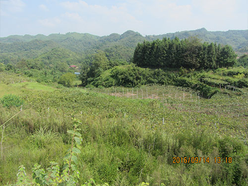 刺葡萄基地