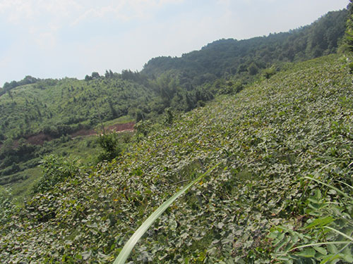 刺葡萄基地