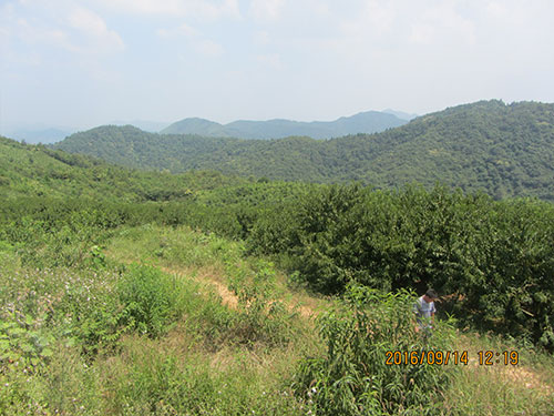 黄桃基地