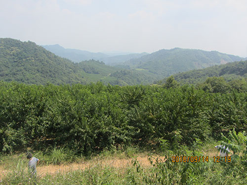 黄桃基地