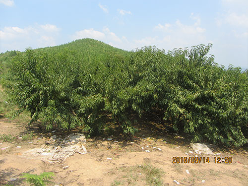 黄桃基地