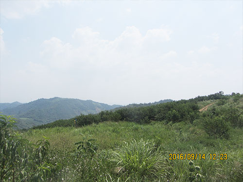 黄桃基地