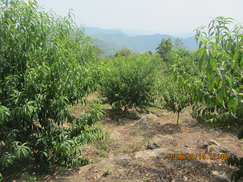 黄桃基地