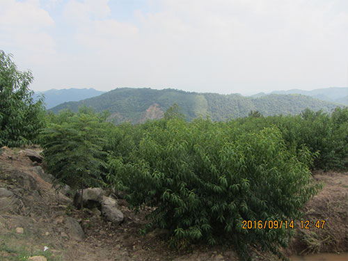 黄桃基地